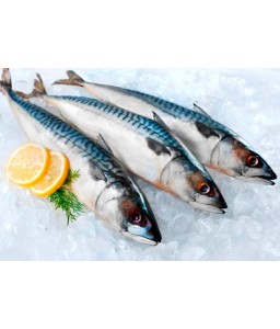 Скумбрія св/морожена 400-600, 12,5кг
