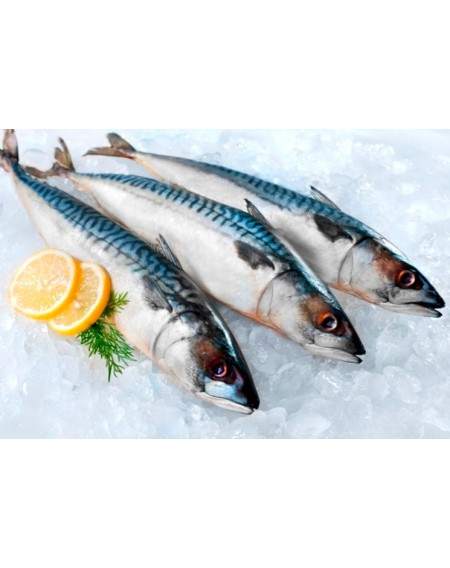 Скумбрія св/морожена 400-600, 12,5кг